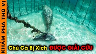 🔥 Rớt Nước Mắt Chú Cá BỊ XÍCH Dưới Biển Được Giải Cứu Và 7 Câu Chuyện Cảm Động Về Động Vật | KPTV