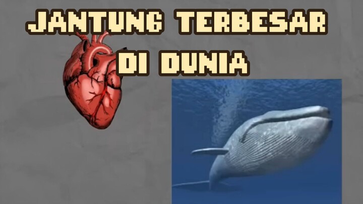 HEWAN DENGAN JANTUNG TERBESAR DI DUNIA?! 🤯❤