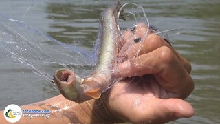 Giăng Lưới Cá Đối Dính Cá Kèo - Bữa Cơm Trên Ghe | Hội Ngộ Miền Tây - Tập 338