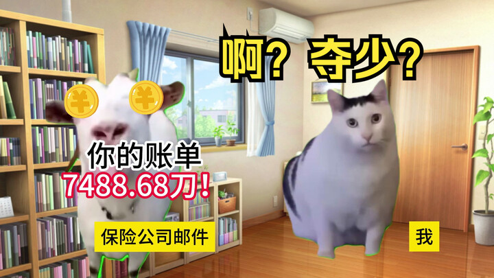 【Meme mèo】Du học sinh Mỹ đi cấp cứu, trái tim treo lơ lửng cuối cùng cũng chùng xuống