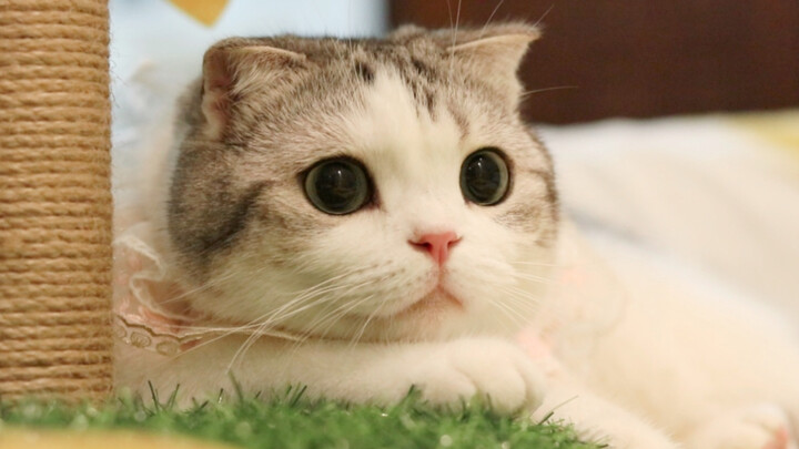 Sinh nhật tròn ba tuổi của mèo: Mở bốn món quà từ “mẹ”! Mẹ của chú mèo này nhiều, quà nhiều, mà ăn c