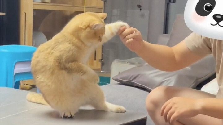 “วิธีปฏิเสธอย่างน่ารักของเจ้าเหมียว”