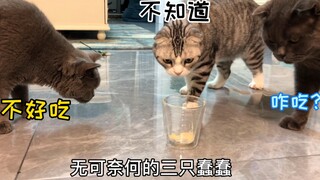 田园猫和品种猫智商差距咋就那么大呢？