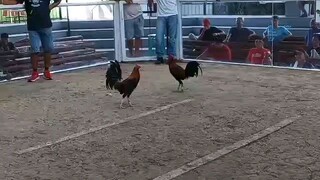 3 cock chmpion