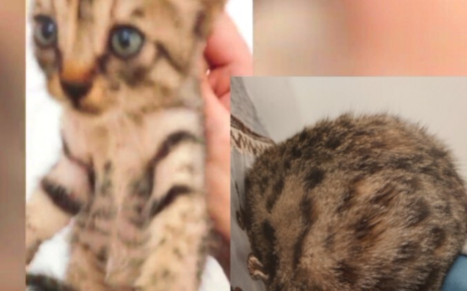 捡了个《狸花猫》，养了半年好像不太对劲。。。