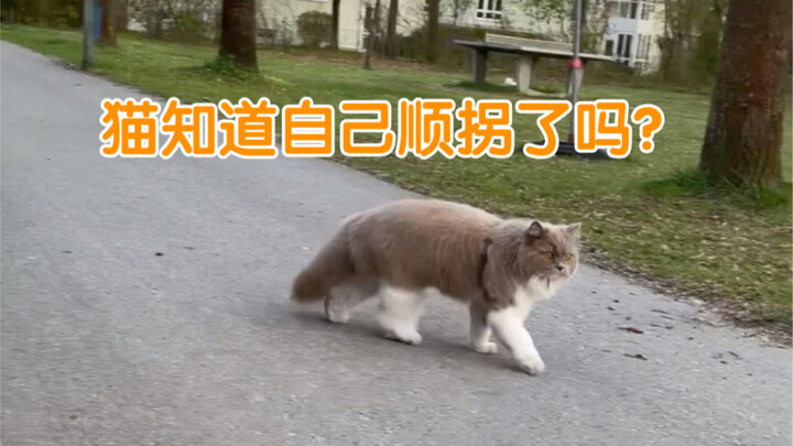Turns out the cat’s weird walking is totally on purpose? Aw, it’s just messing around.