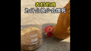 Why don’t chickens in rural areas starve to death?