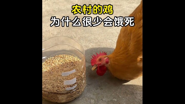 农村的鸡为啥不会饿死？