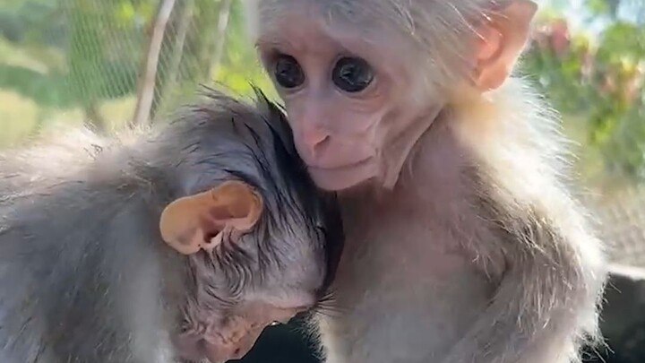 ลูกรักโมร่าช่วยเกาคันให้ลูกรักลีโอ