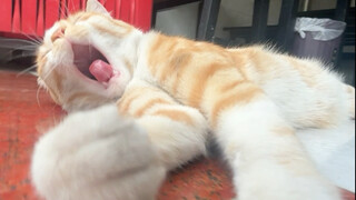 Mimi lying horizontally