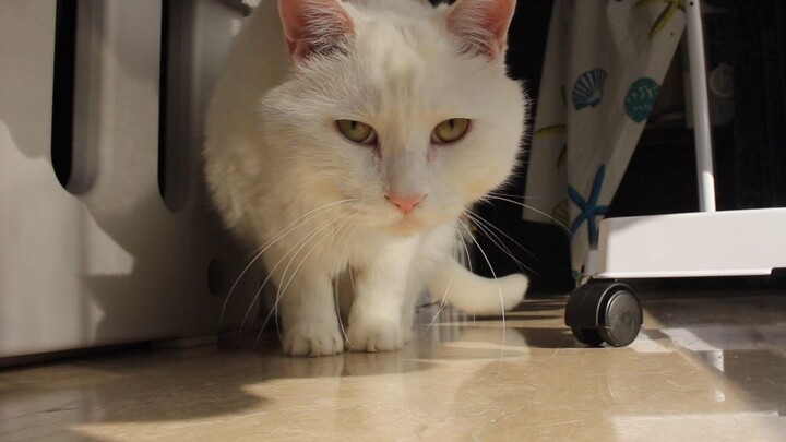 Why did the aloof Dami suddenly step up to the camera on her own?