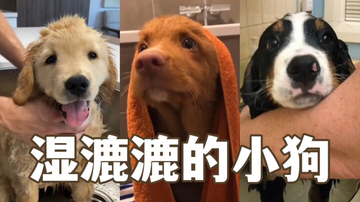 Tonton secara online mandinya si anak anjing Bagian 2