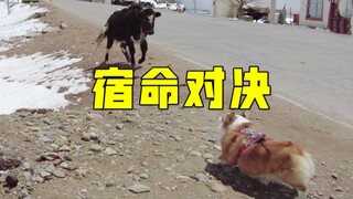 Help! My dog and I were chased by cows in Tibet...