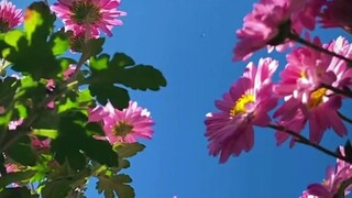 Your eyes are the smallest sea in the world, enough to see through all the fleeting wonders of this 