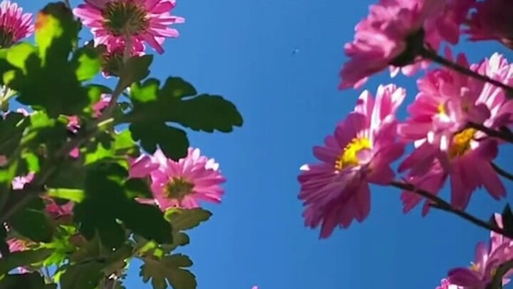 你的眼睛是世界上最小的海，足以洞悉这蓝色星球的一切浮生万物，感谢地球母亲，感谢三连！