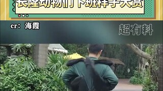 I suggest the zookeepers start livestreaming whenever they pick up and drop off animals!