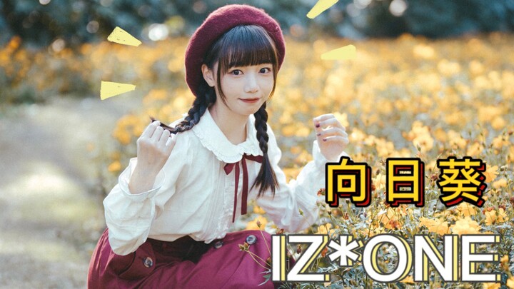 【栗子沈英】Bunga Matahari🌻Bunga Matahari IZ*ONE🌻Matahari Hangat Musim Dingin Edisi Terbatas