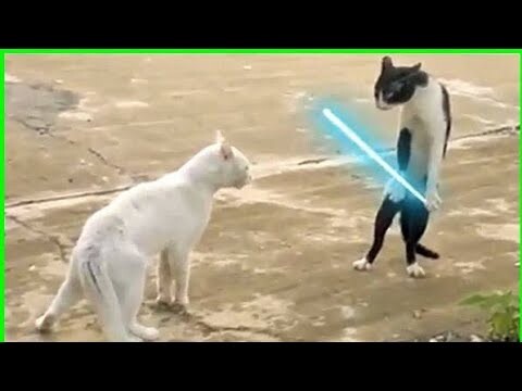 Kucing Lucu 😹 meresahkan #2