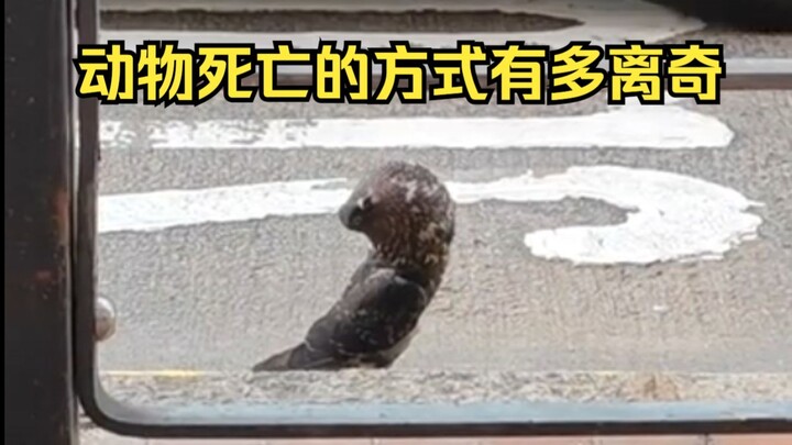 การพิสูจน์สาเหตุการตายอย่างประหลาดของสัตว์ 7