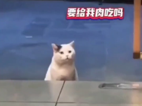 A cat crouches at the door of a mutton restaurant and, after being invited inside, is forced to work