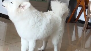 คนที่อยู่อีกฝั่งโทรศัพท์อย่าเพิ่งร้อนใจนะ สุนัขตัวน้อยกำลังตอบกลับคุณอยู่ ฮ่าฮ่า～