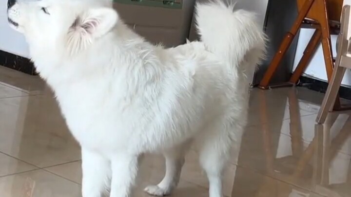 Don't worry, the person on the other end of the phone—your puppy's responding to you, haha!