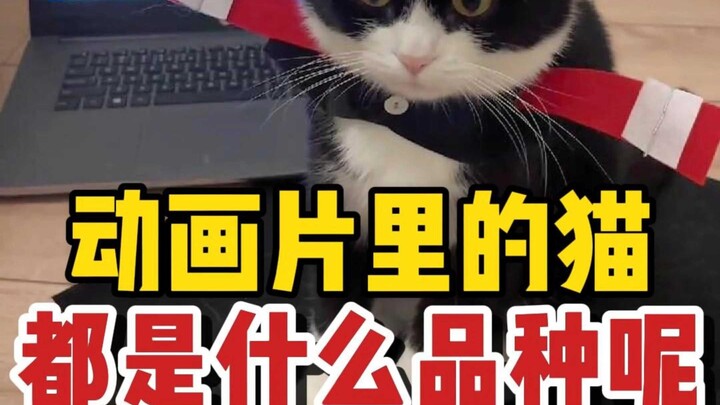 动画片里的猫都是什么品种？