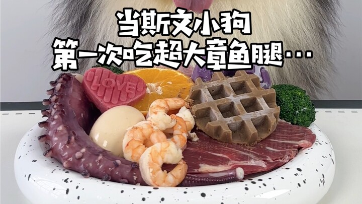 Khi chú cún lịch lãm lần đầu tiên ăn chân bạch tuộc siêu lớn…