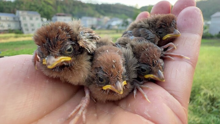 The nearly frozen little bird has been brought back to life.