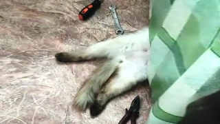 สัตว์ตลก 😺🐶 น่ารัก