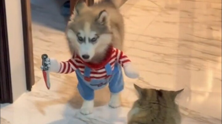 Ada alasan mengapa kucing membenci anjing!