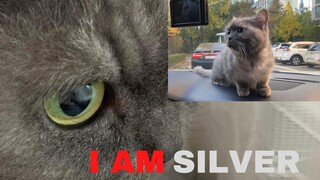 Meet SILVER❤️- Precious SILIDRAGON of Chan Young Yoon🐱 So cute!❤️🥰#allofusaredead #chanyoung