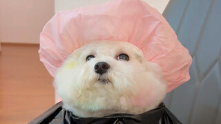 Challenge to dye your puppy's hair rainbow colors at home!