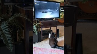Max the Tuxedo Cat Watches Bug on TV