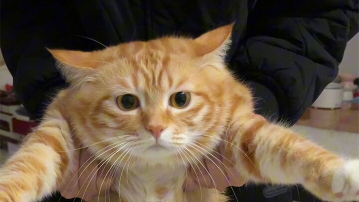 He is over three years old and only weighs 16 pounds. He has suffered with me.