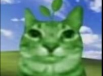 Kucing: Siapa lagi yang mengubah pengaturan tombolku, harus restart lagi nih