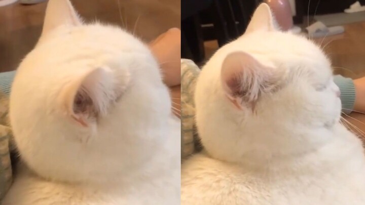 Meow: Come take a look—how round is my head?