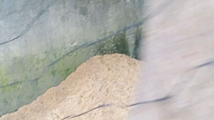 Breeding ta padaghan