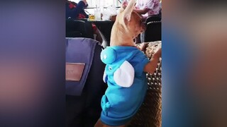 Boss ..Tổng đài 1080 ..trùm hóng chuyện 🤣🤣🤣pet pets chó chócute cún cúncon cúncưng thúcưng