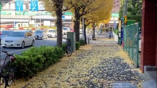 Autumn Japan 🗾 🍁