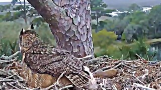Falcon vs Owl