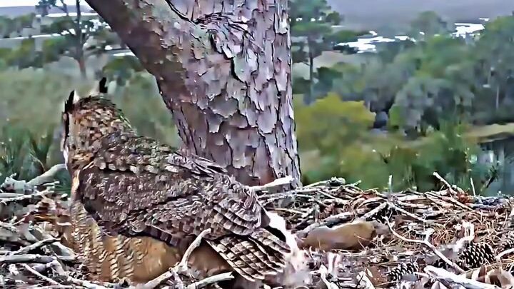 Falcon vs Owl
