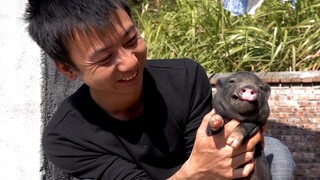Huanong Brothers: Cho lợn con ăn thức ăn lợn do cư dân mạng gửi đến và bắt một chú lợn con để chơi.