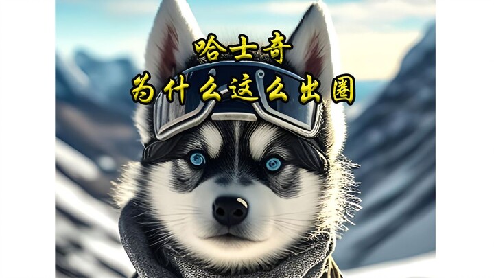 Why has the Husky gone so viral?