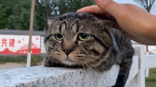 Kucing Kereta Maglev, Imut sekali