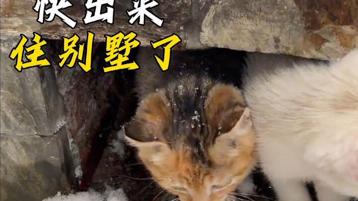 Di halaman rumah si gadis muncul tiga anak kucing kecil; ia tidak hanya dengan baik hati merawat mer