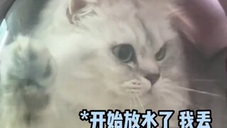 Cat: Let me out! I’ve got an urgent matter at home! #Funny #Cat #Cats