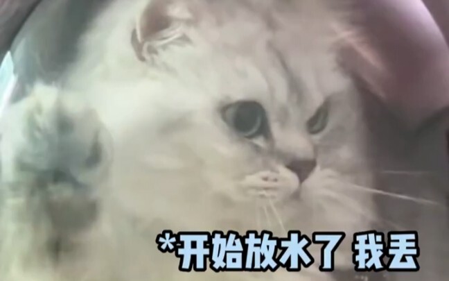 Cat: Let me out! I’ve got an urgent matter at home! #Funny #Cat #Cats