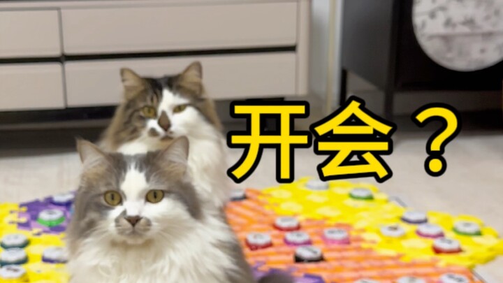 This is the difference between a normal cat and a cat with pica. 💊