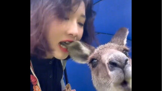 "Momen Membuat Hewan Terdiam"